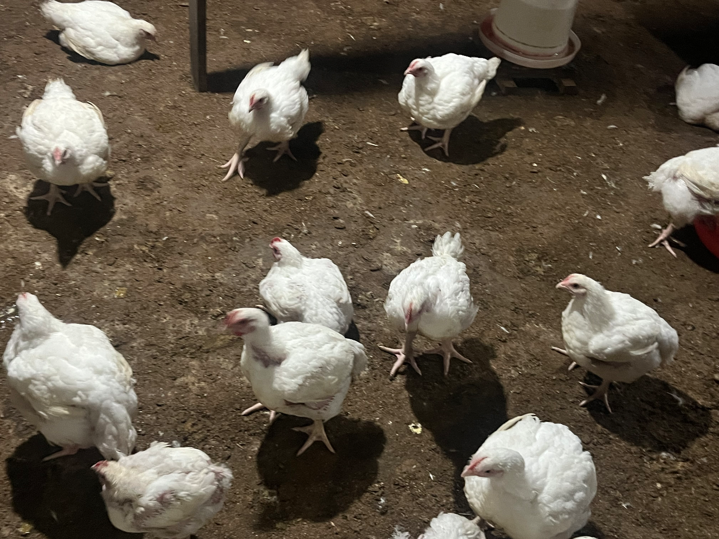 Chicken